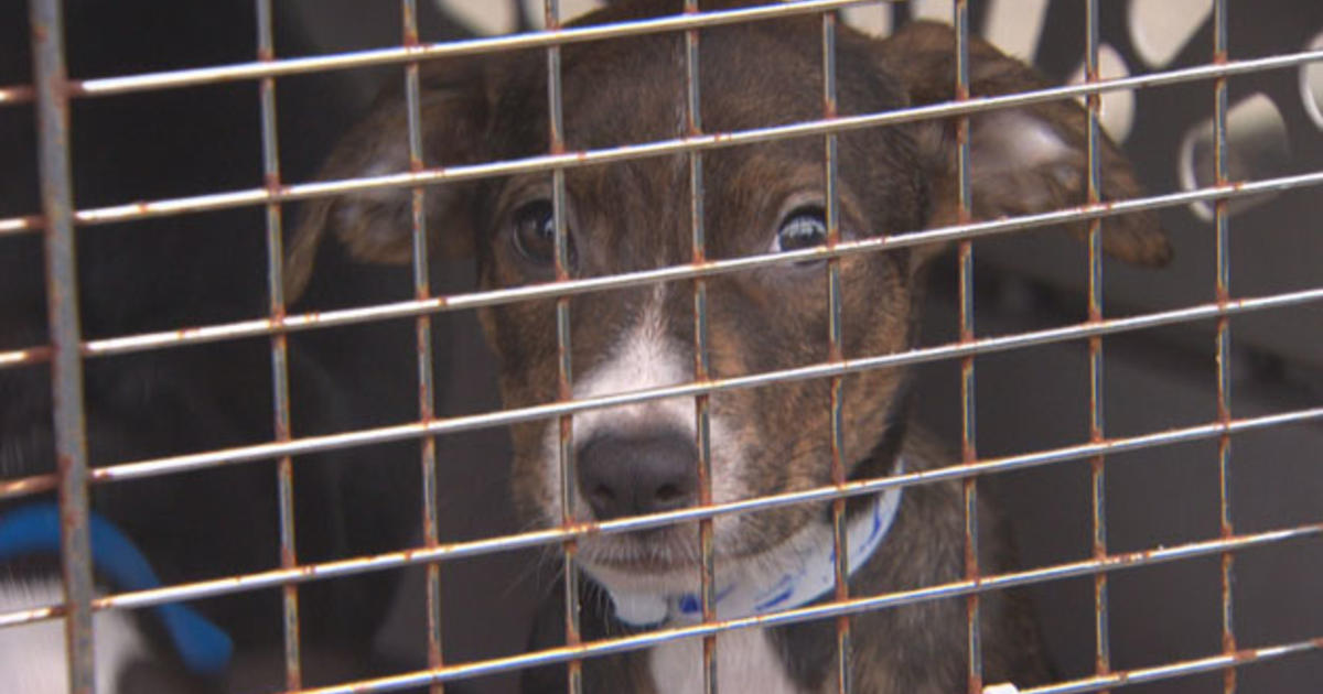 Rescued Puppies From Puerto Rico Arrive In Boston Will Be Up For Adoption Cbs Boston