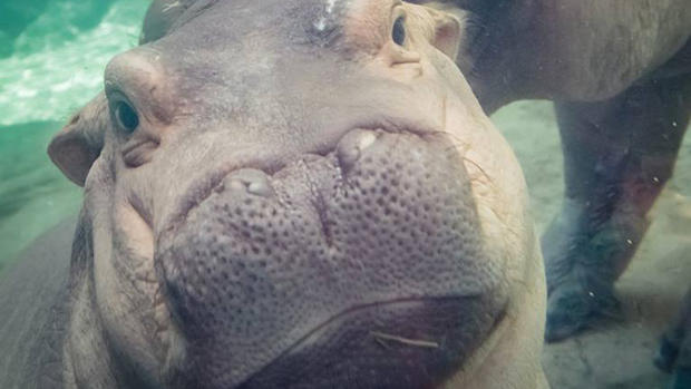 fiona the hippo 