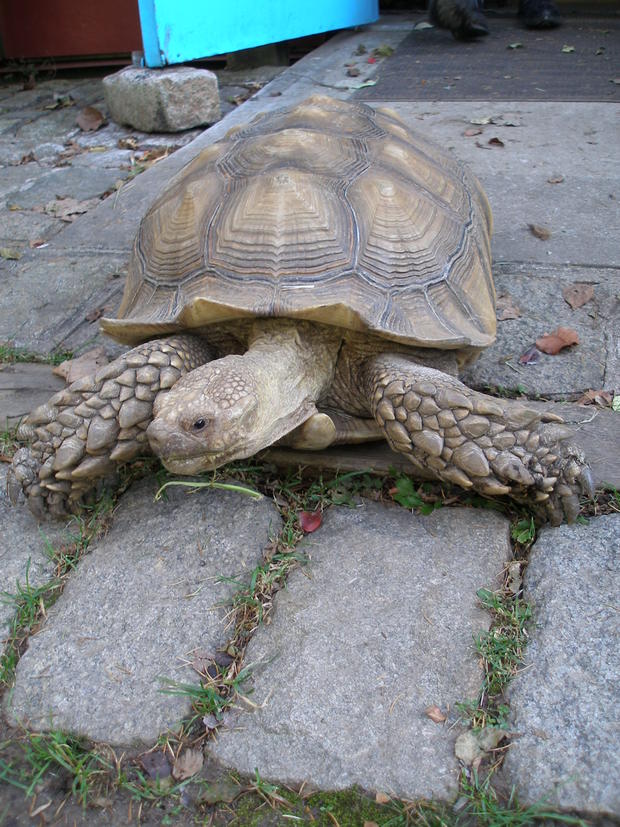 Missing tortoise 