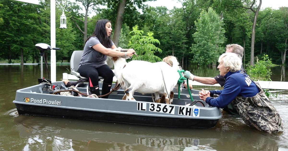 Rescue Group Saves Animals From Drowning At Flooded Libertyville Farm - CBS  Chicago