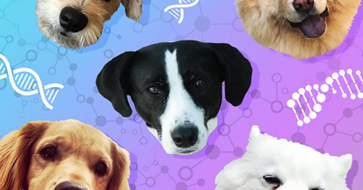 Cornell Startup Embark Founded to Assess Various Dogs' Genealogy