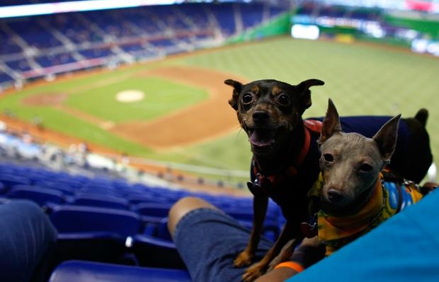 Dogs at baseball park. 