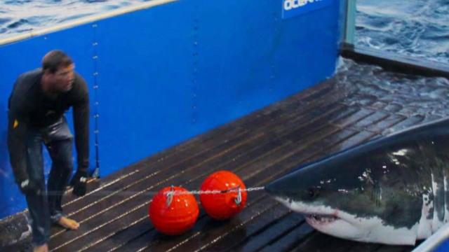0721-ctm-sharktagging-qa-1359021-640x360.jpg 