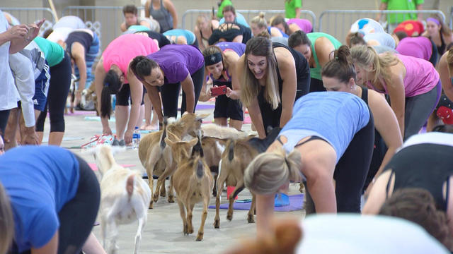 Yoga Where?! Yoga with What?! Goats, Puppies, Sushi, a Rainforest Room -  Mindy Sink