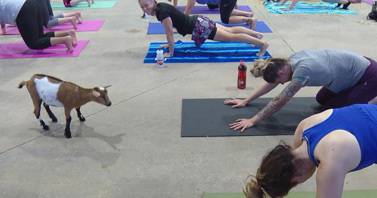 Yoga Where?! Yoga with What?! Goats, Puppies, Sushi, a Rainforest Room -  Mindy Sink