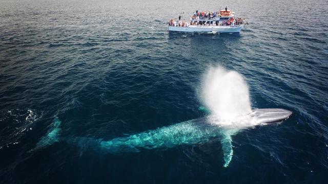whale-watching-newport-landing-whale-watching.jpg 