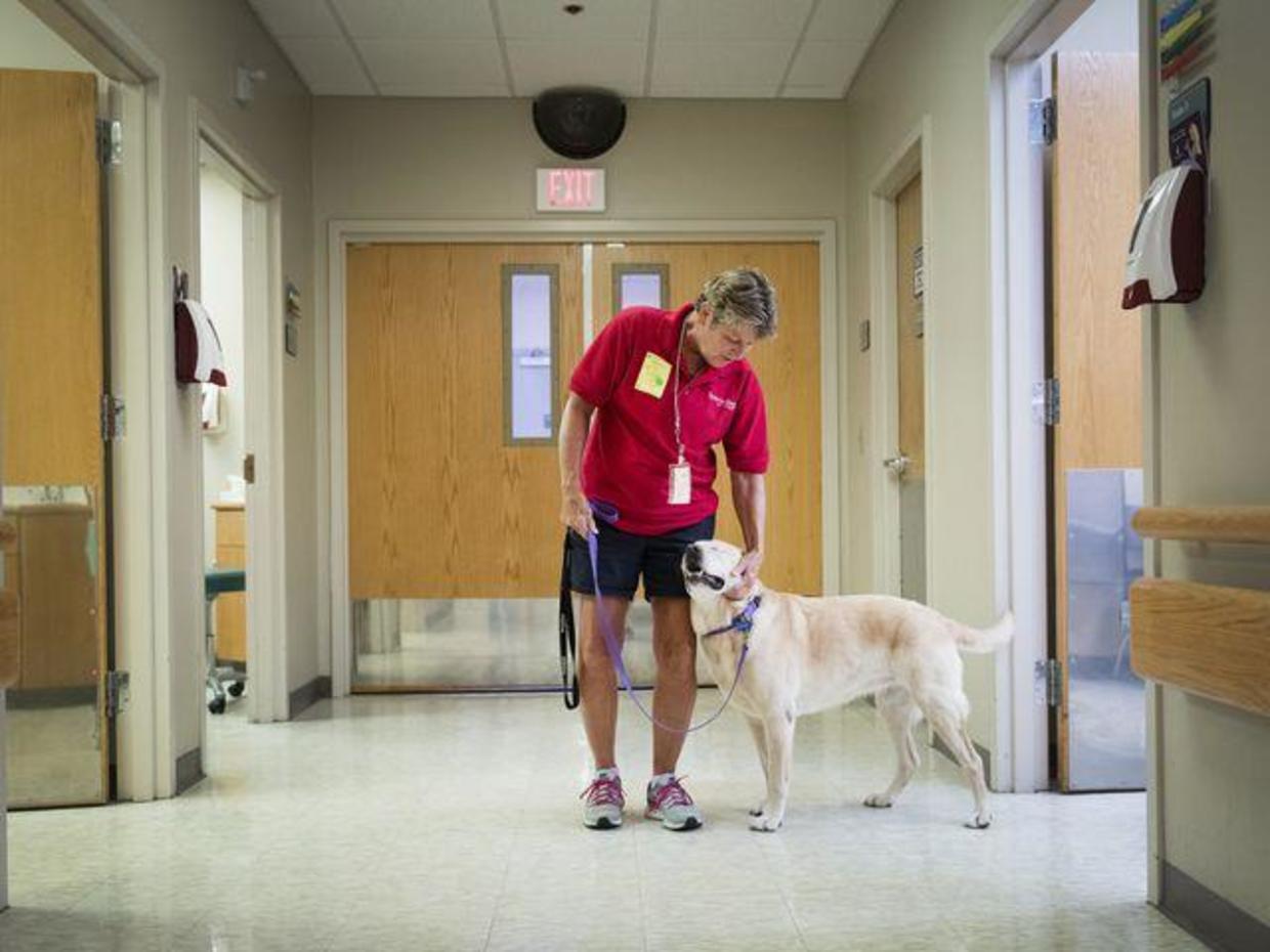 Harley the blind therapy dog, who lost eyes at age 5, warms hearts ...