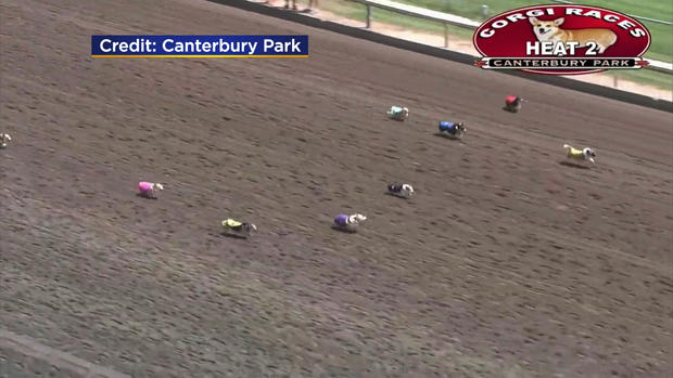 Canterbury Park Corgi Races 