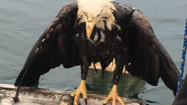 rescued-eagle-0817.jpg 