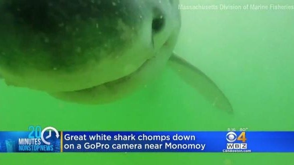 gopro-shark.jpg 