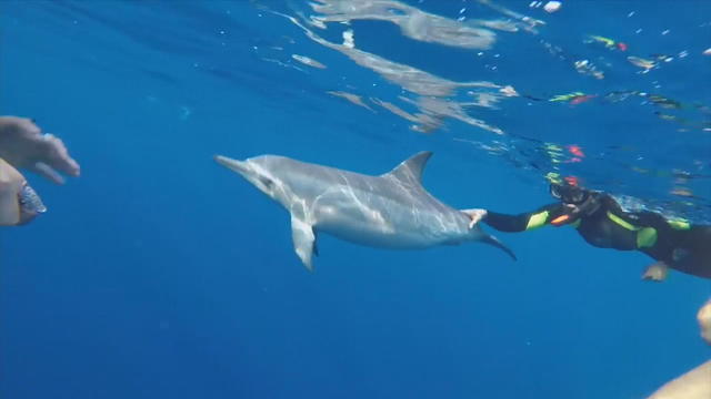 ctm-0803-spinner-dolphin-hawaii-ban.jpg 