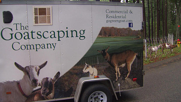 The Goatscaping Company 