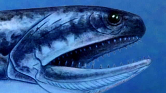 An artist's rendering released by the University of Zurich shows what the newly discovered fish species Birgeria americana may have looked like. 