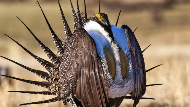 A sage grouse is seen in this undated U.S. Bureau of Land Management photo. 