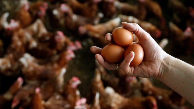 netherlands-chicken-farm-eggs.jpg 
