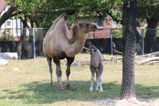 Camels - Mom Suren and Calf Rusi 2 - Jennie Miller 1 