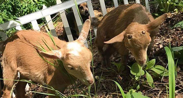 baby goats killed west brookfield 