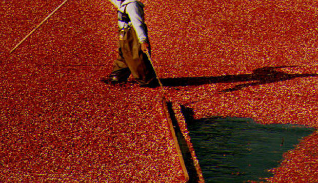 Cranberry Production 