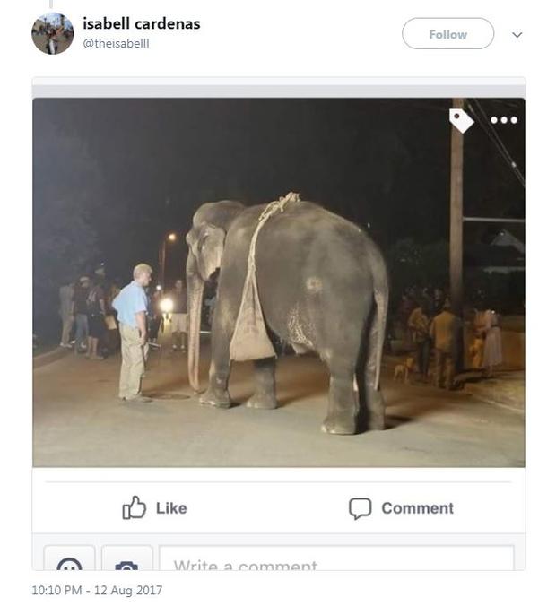 Tweet - Elephant 
