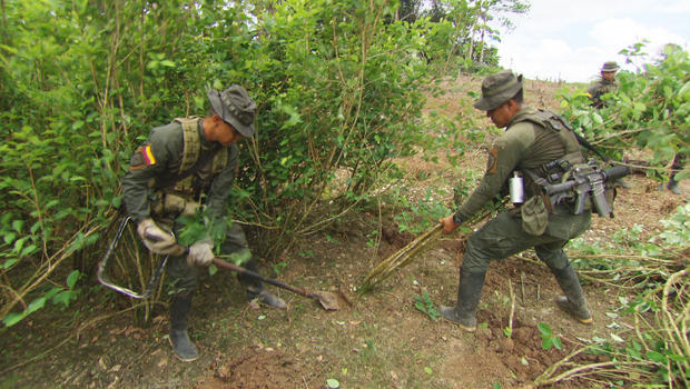 colombia-eradicating-coca-plants-620.jpg 