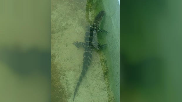 motel-pool-alligator.jpg 