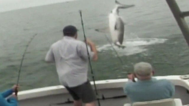 airborne-shark-off-cape-cod-0817.jpg 