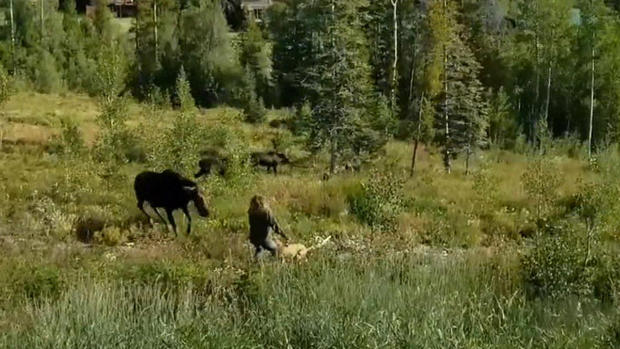 Momma moose attacks 