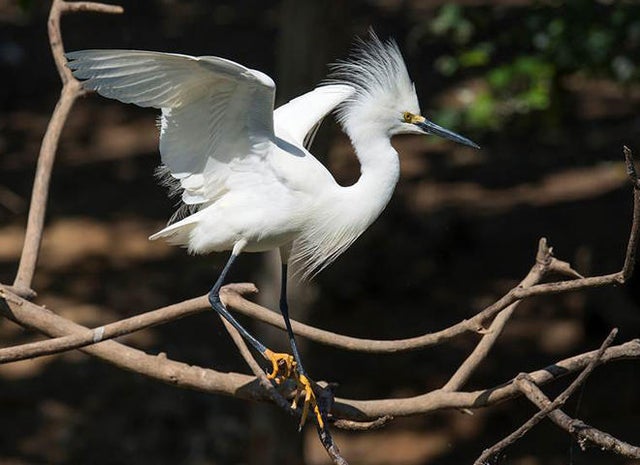 snowy-egret-verne-lehmberg-promo.jpg 