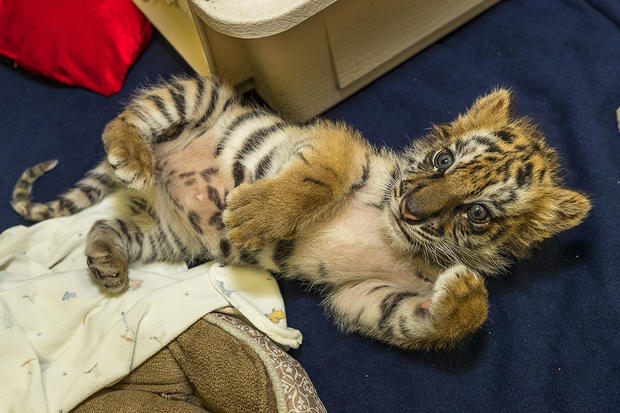 Tiger cub rescued 