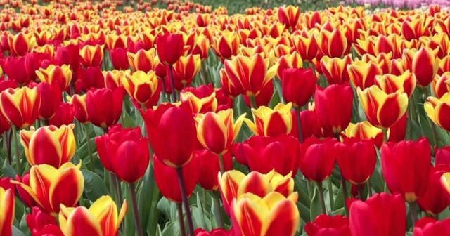 Nature: Tulips