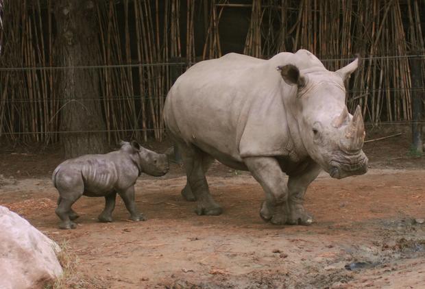 Baby Rhinoceros 