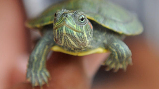 small-turtle.jpg 