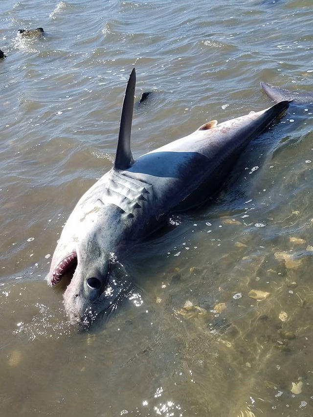 Dead Shark Washes Ashore Beach In Revere - CBS Boston