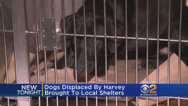 harvey-animals-relocated-to-tri-state-area.jpg 