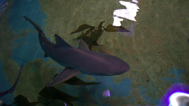 Sharks Found In Lagrangeville, NY Man's Basement Pool 