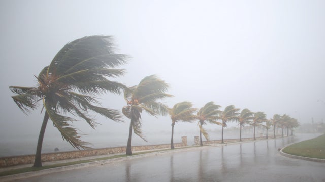 Palm trees sway in the wind prior to the arrival of the Hurricane Irma in Caibarien 