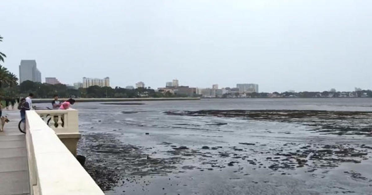 irma-sucks-water-out-of-sarasota-bay-cbs-news