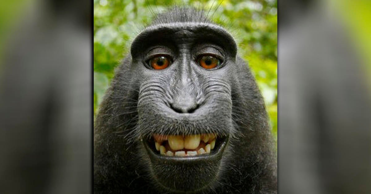 Lawsuit Over Monkey's Selfie Ends In Settlement - Cbs News