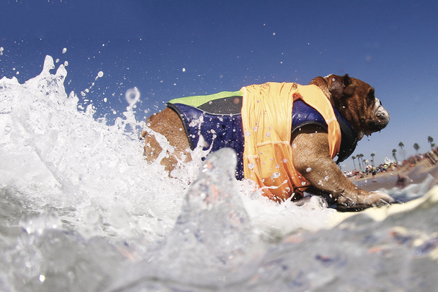surfcity surf dog -verified 