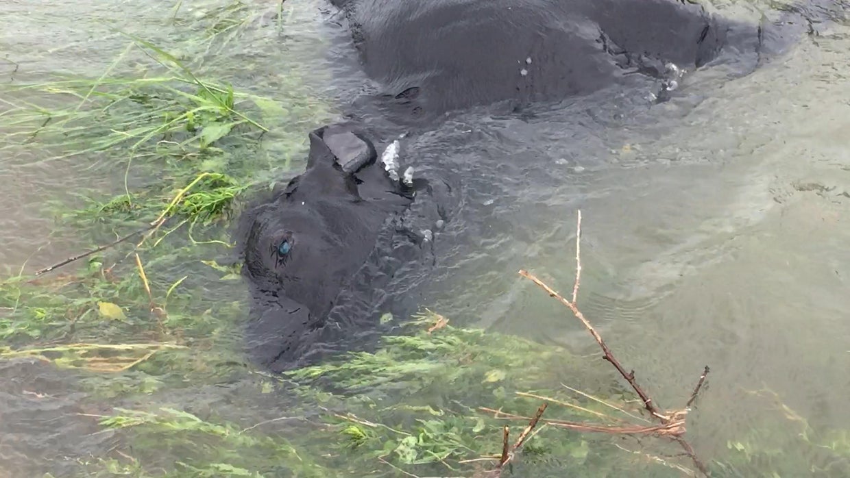 dead-cow.jpg 