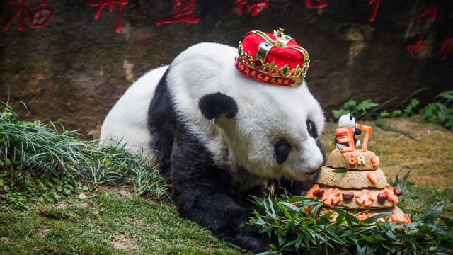 CHINA-ANIMAL-PANDA 