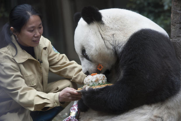 Giant Panda Basi Celebrates 35th Birthday In Fuzhou 