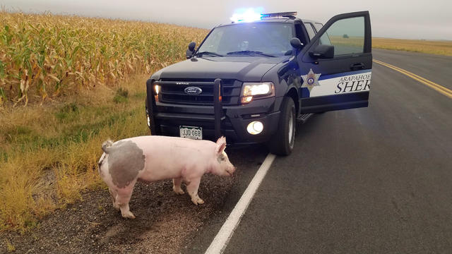 cops-have-pig-2-arapahoe-county-so-tweet.jpg 