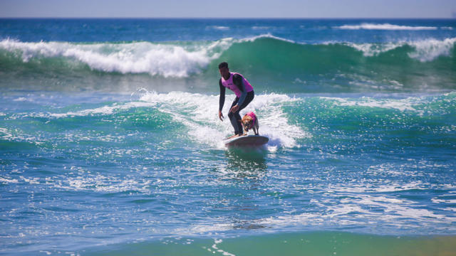 surf-city-surf-dog-1-domique-labrecque.jpg 