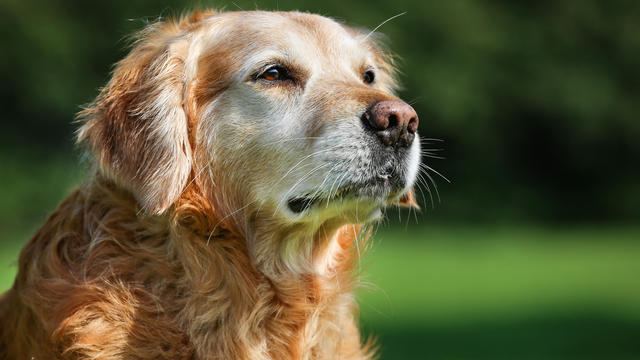 Golden retriever dog 