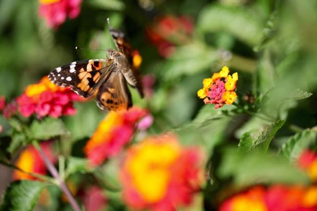 Painted lady butterflies (Credit Bill Masure) 3 