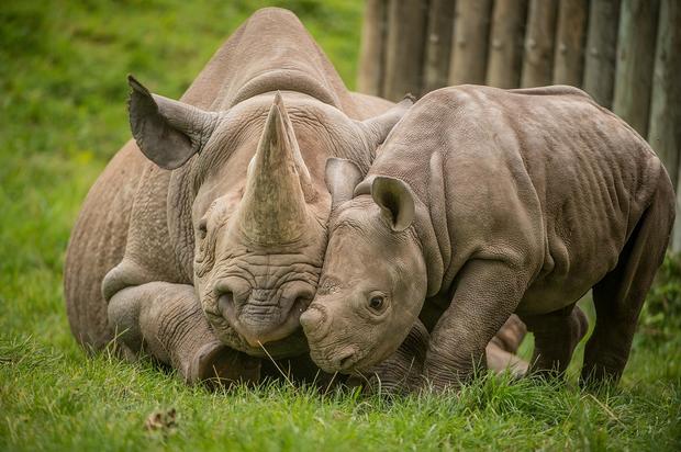 Baby Rhino and Mom 