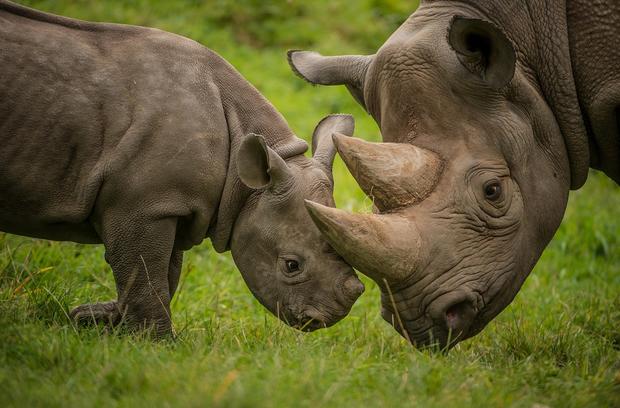 Baby Rhino and Mom 
