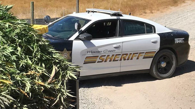Monterey County Marijuana Bust 