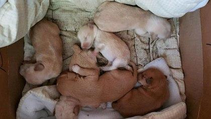 uxbridge-newborn-puppies.jpg 